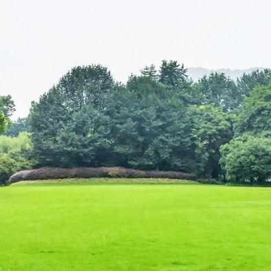 lawn and trees