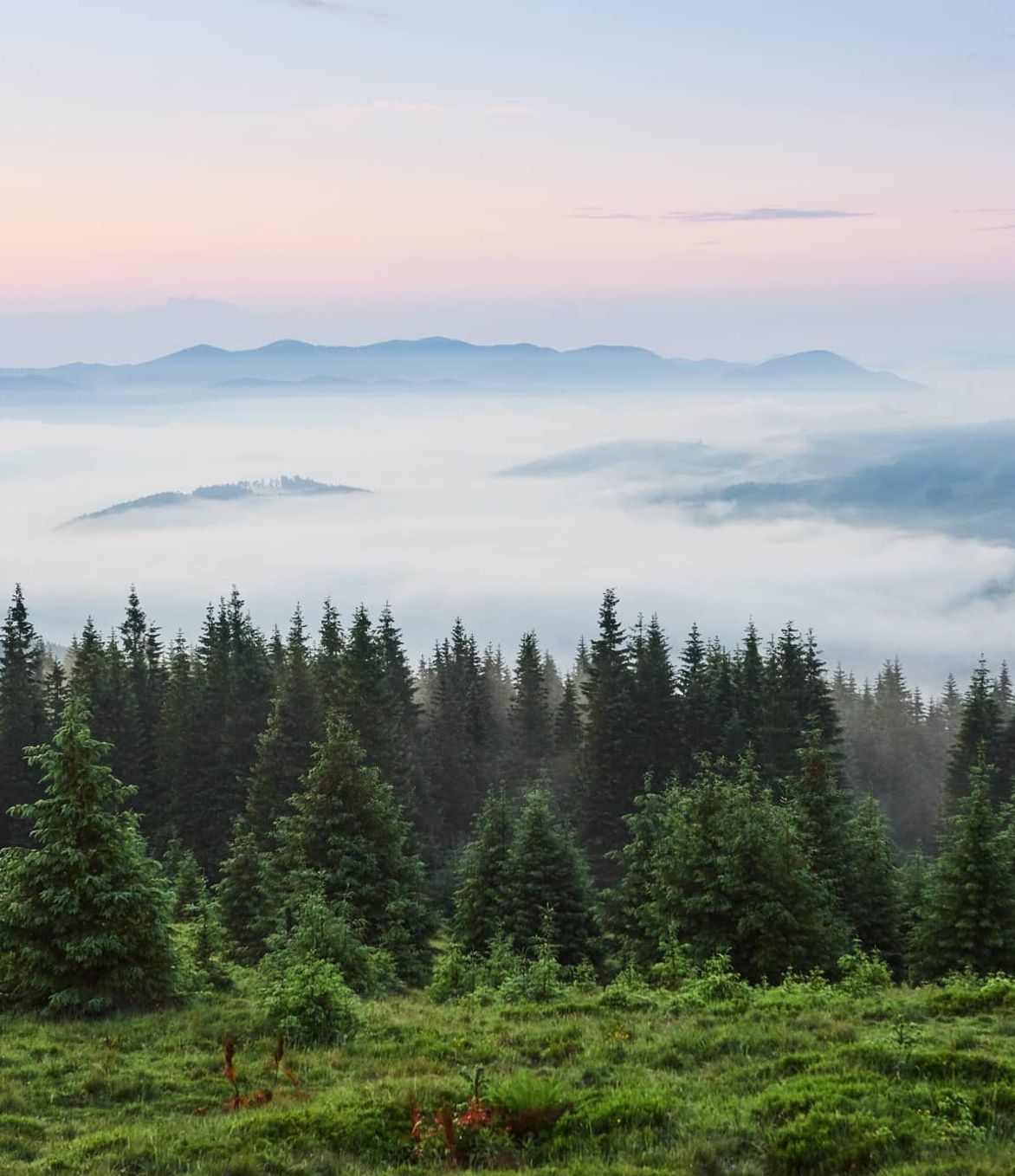 trees
