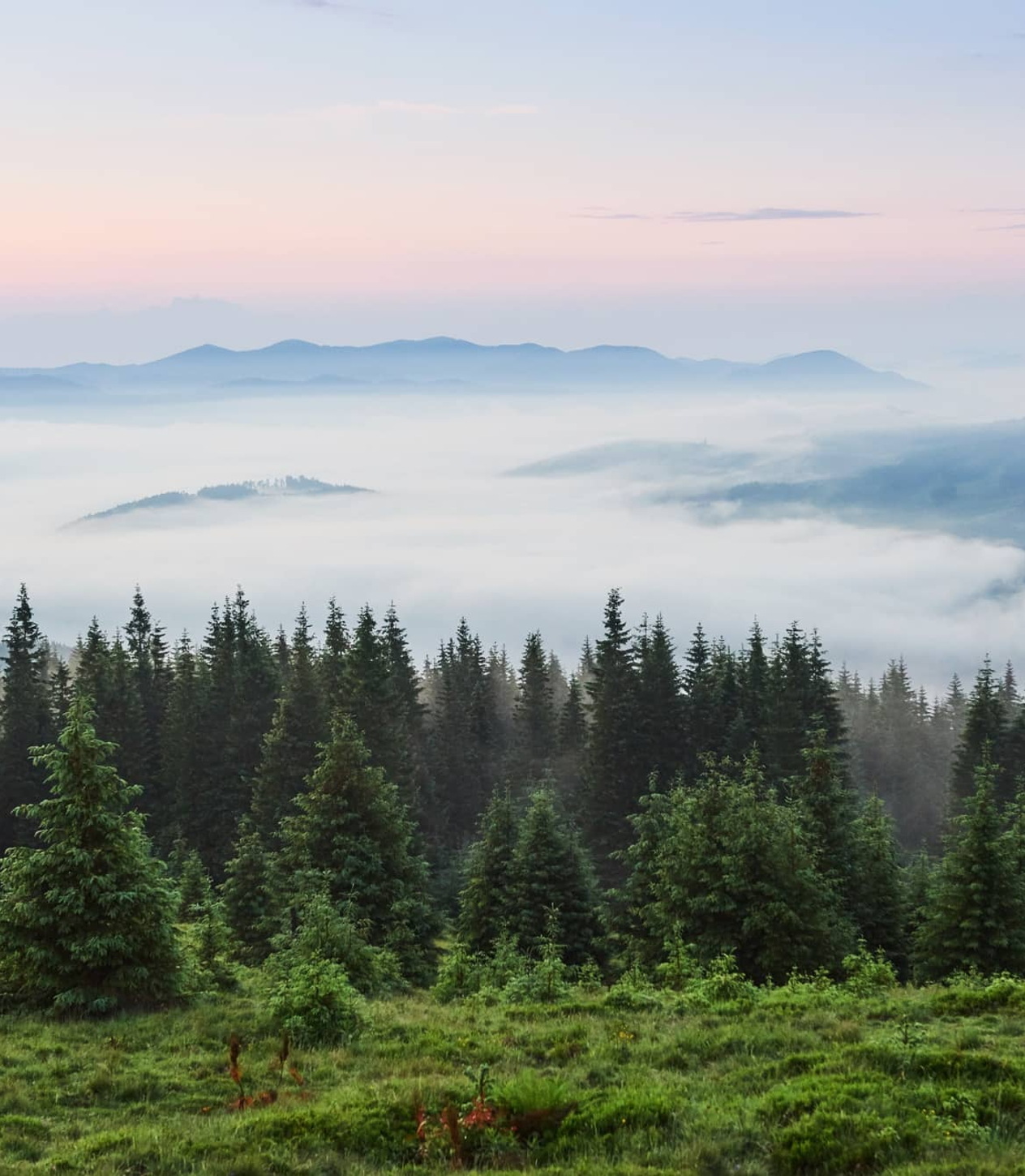 lush landscape with green grass and trees
