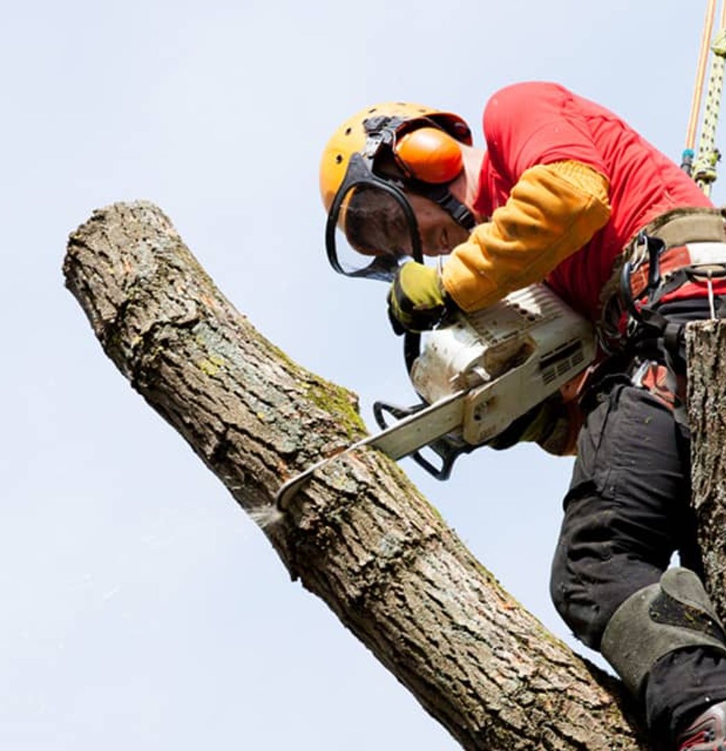 tree removal