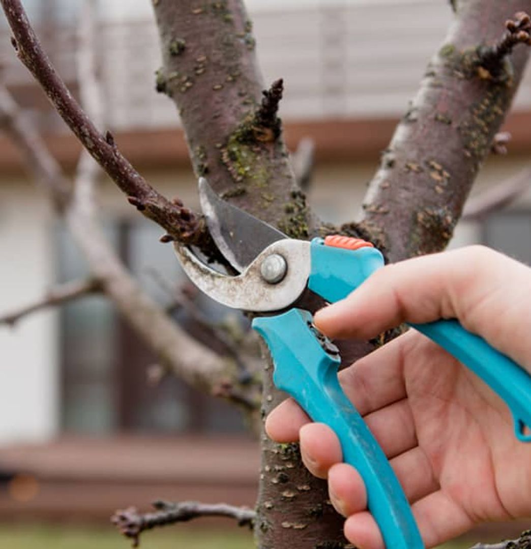 true pruning of a tree